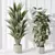 5 Model Indoor Plant Set 3D model small image 3