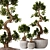 TurboSmooth Bonsai Set with V-Ray & Corona Render 3D model small image 1