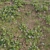  3D Plant Variations Collection 3D model small image 2