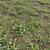  3D Plant Variations Collection 3D model small image 3