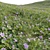  3D Plant Variations Collection 3D model small image 4