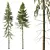 Spruce Tree02 | 3D Model Kit 3D model small image 1