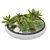 Succulent Plants in Pot 3D model small image 2