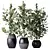 Healthy Ficus Microcarpa Houseplant Set 3D model small image 1