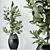 Healthy Ficus Microcarpa Houseplant Set 3D model small image 3