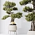 5 Indoor Plant 3D Models 3D model small image 3