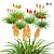 3D Red Hot Poker Collection 3D model small image 1