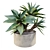 Majestic Potted Agave Plant 3D model small image 1