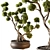 Bonsai Beauty - Indoor Plant 3D model small image 1