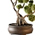 Bonsai Beauty - Indoor Plant 3D model small image 3