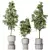 Elegant Olive Tree Set 3D model small image 1