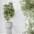 Elegant Olive Tree Set 3D model small image 2