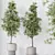 Elegant Olive Tree Set 3D model small image 3