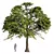 Oak Tree Bundle - 3D Models 3D model small image 1