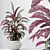 Velvet Calathea Houseplant 3D Models 3D model small image 3