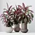 Velvet Calathea Houseplant 3D Models 3D model small image 4