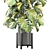  Indoor Plants Collection 2015 3D model small image 2