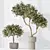Variety of 5 Indoor Plant 3D Models 3D model small image 4
