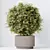 Variety of 5 Indoor Plant 3D Models 3D model small image 5