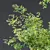 Celtis Australis 3D Model Bundle 3D model small image 2