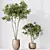 Elegant Olive Tree Set 3D model small image 2
