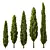 ItalianCypress12 3D Models Pack 3D model small image 1