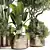 Leafy Green Indoor Plant Set 3D model small image 3