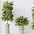Elegant Olive Tree Set for Yard 3D model small image 2