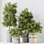 Elegant Olive Tree Set for Yard 3D model small image 4