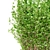 Hazelnut Bush 121cm Height 3D model small image 3