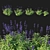 Blue Salvia Bush Render Model 3D model small image 1