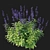 Blue Salvia Bush Render Model 3D model small image 2