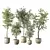 Modern Indoor Plant Set Trio 3D model small image 1