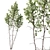 Variety Carpinus Betulus 3D Models 3D model small image 3