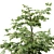 Variety Carpinus Betulus 3D Models 3D model small image 5