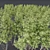 Variety Carpinus Betulus 3D Models 3D model small image 6