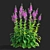 Elegant Verbascum Flower Collection 3D model small image 4