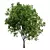  Landscaping Tree 3D Model 3D model small image 2