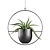 Exotic Indoor Plants 3D Models 3D model small image 6