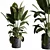 Rubber Ficus Indoor Plant 501 3D model small image 2