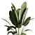 Rubber Ficus Indoor Plant 501 3D model small image 3