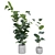 Rubber Ficus Potted 3D Model 3D model small image 1