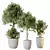 Elegant Olive Trees Set 3 3D model small image 1