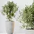 Elegant Olive Trees Set 3 3D model small image 2