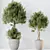 Elegant Olive Trees Set 3 3D model small image 3
