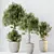 Elegant Olive Trees Set 3 3D model small image 4