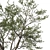 Coast Live Oak Tree Model 3D model small image 3