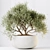 Luxury Indoor Plant Set Collection 3D model small image 3