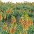 3D Plant Models Collection: Vray Compatibility 3D model small image 3