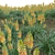 3D Plant Models Collection: Vray Compatibility 3D model small image 6